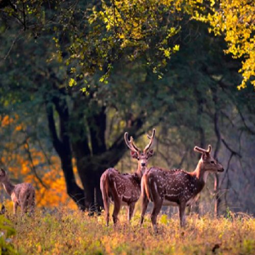 listing-details-carousel