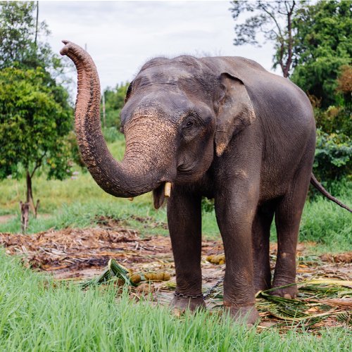 listing-details-carousel