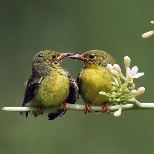 listing-details-carousel