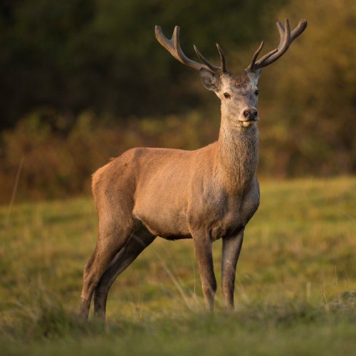 listing-details-carousel