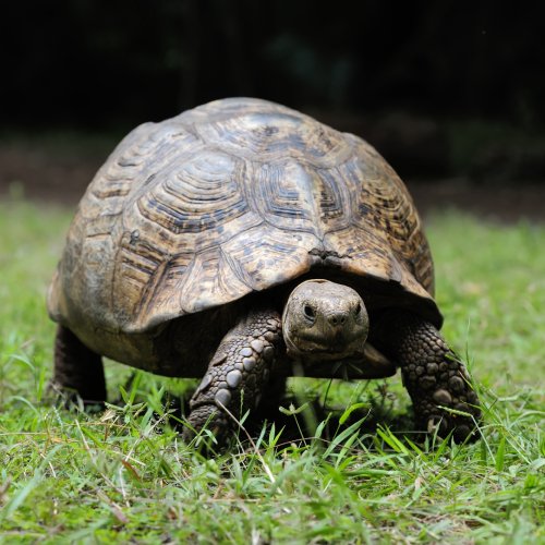 listing-details-carousel