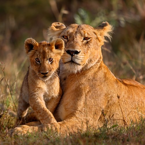 listing-details-carousel