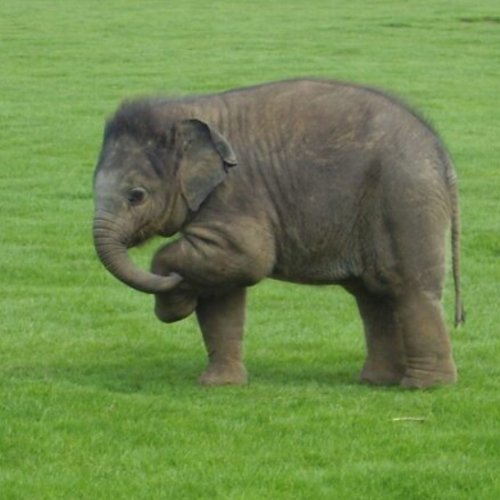 listing-details-carousel