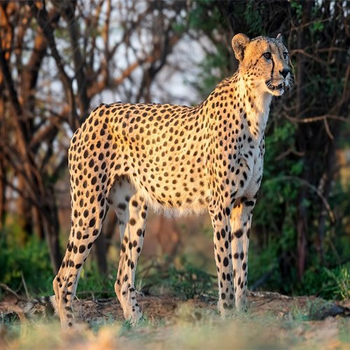 listing-details-carousel