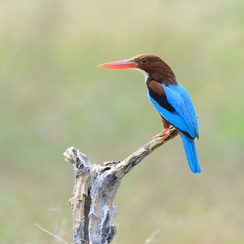 listing-details-carousel