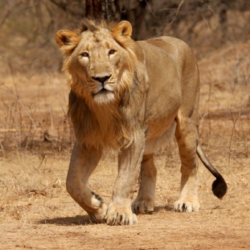 listing-details-carousel