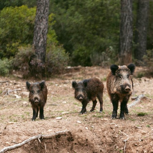 listing-details-carousel