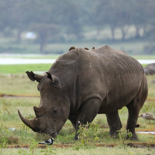 listing-details-carousel