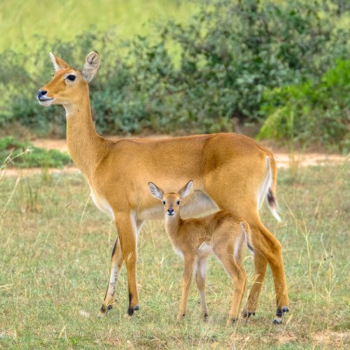 listing-details-carousel