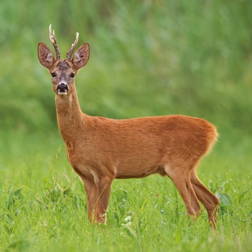 listing-details-carousel