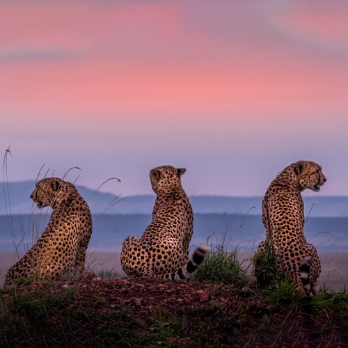 listing-details-carousel